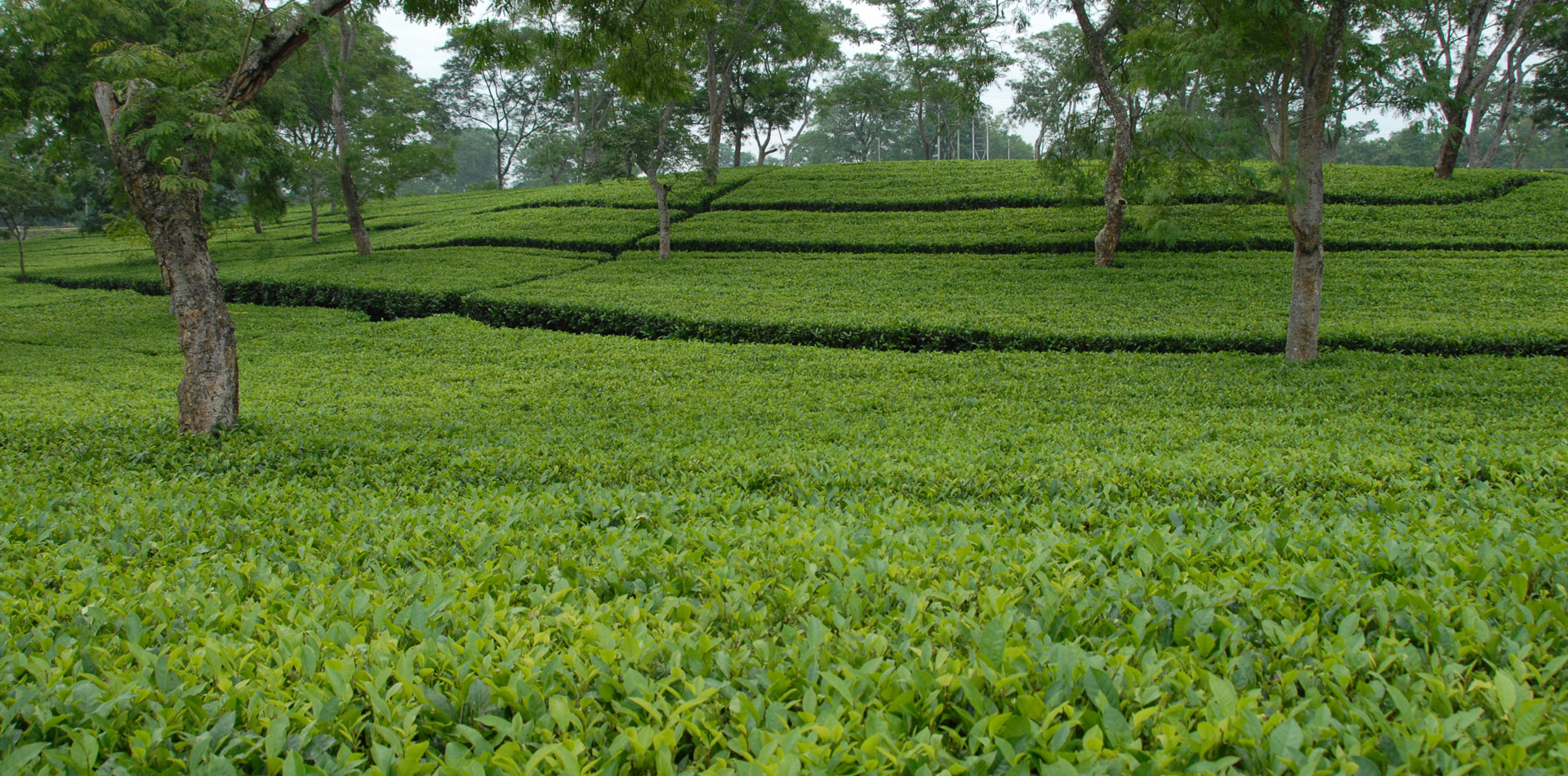 Tea Consultants India