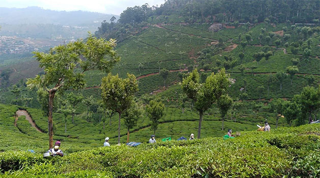 Champawat Tea Project